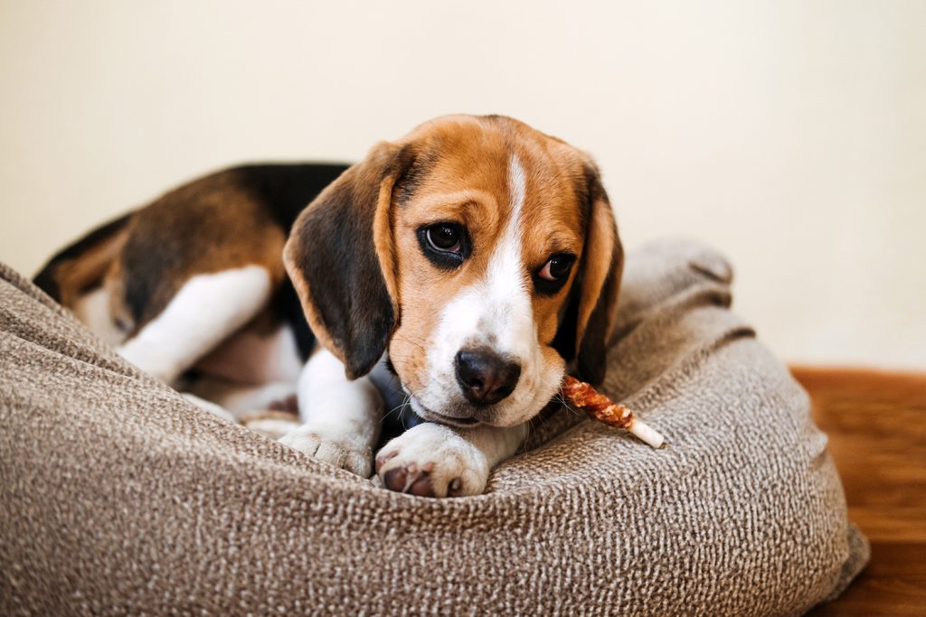 Perro beagle mordiendo un snack masticable en forma de stick