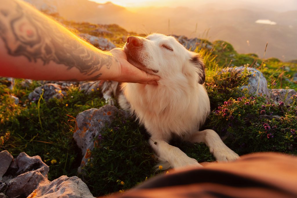 Caricia a un perro en un entorno natural como gesto de cuidado