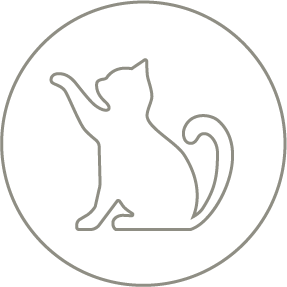 Gatos adultos